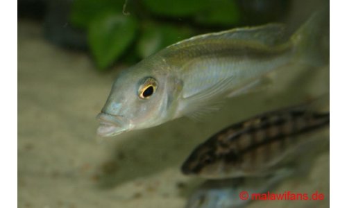 Buccochromis spectabilis